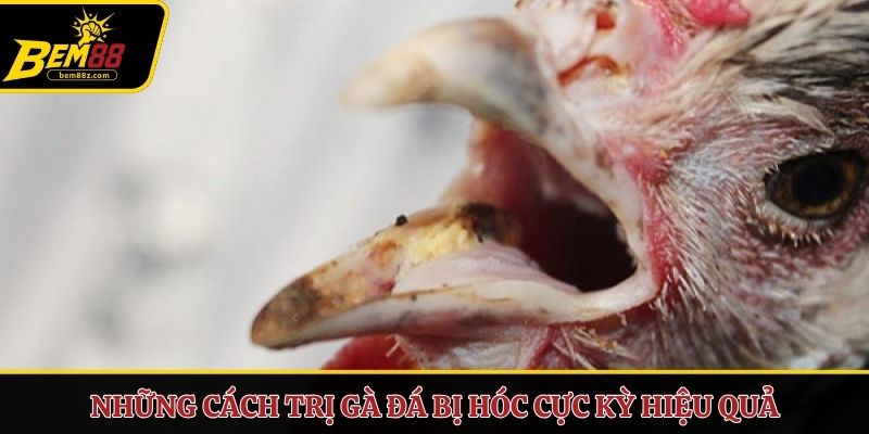Những cách trị gà đá bị hóc cực kỳ hiệu quả