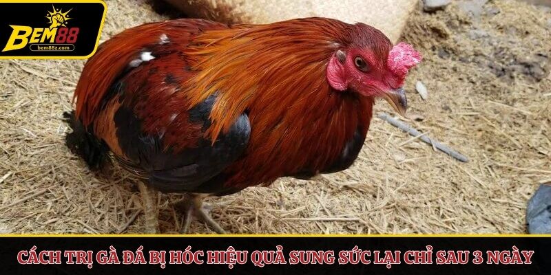 Cách trị gà đá bị hóc