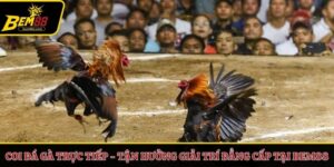 Coi đá gà trực tiếp