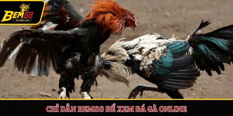 Chỉ dẫn BEM88 để xem đá gà online