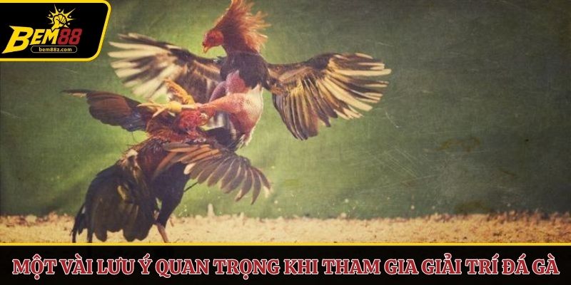 Một vài lưu ý quan trọng khi tham gia giải trí đá gà