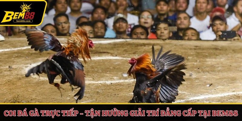 Coi đá gà trực tiếp
