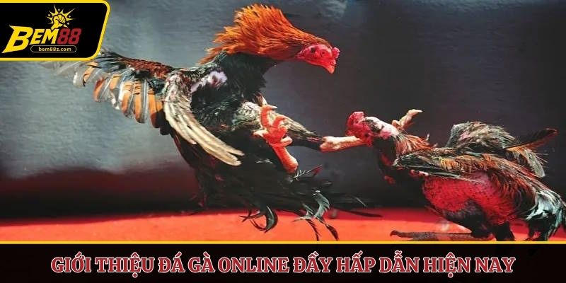 Giới thiệu đá gà online đầy hấp dẫn hiện nay