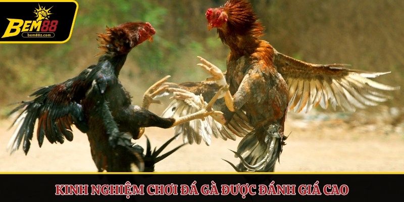Kinh nghiệm chơi đá gà được đánh giá cao