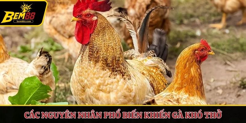 Các nguyên nhân phổ biến khiến gà khó thở