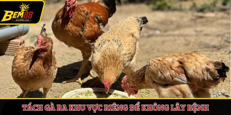 Tách gà ra khu vực riêng để không lây bệnh