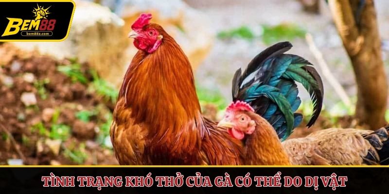 Tình trạng khó thở của gà có thể do dị vật