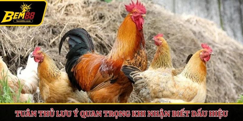 Tuân thủ lưu ý quan trọng khi nhận biết dấu hiệu gà khó thở