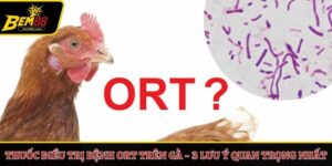 Thuốc điều trị bệnh ORT trên gà