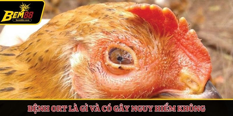 Bệnh ORT là gì và có gây nguy hiểm không