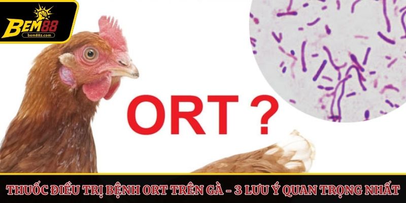 Thuốc điều trị bệnh ORT trên gà